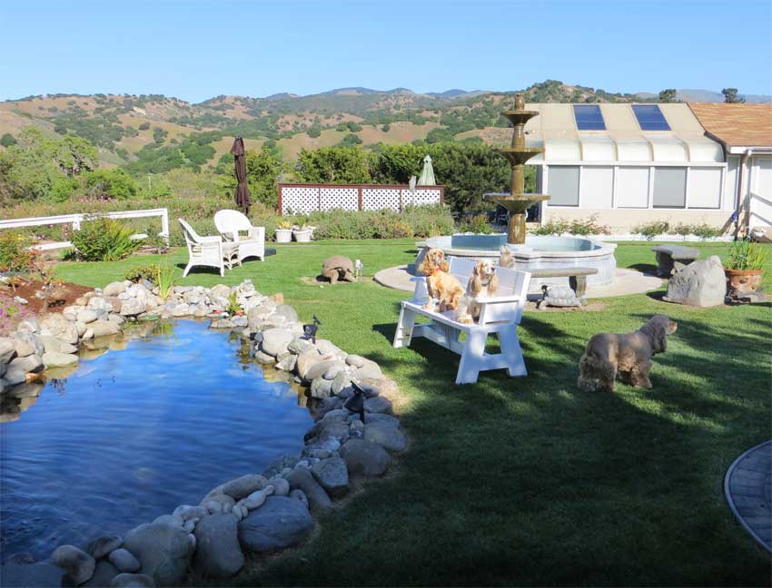 Dogs enjoying koi pond